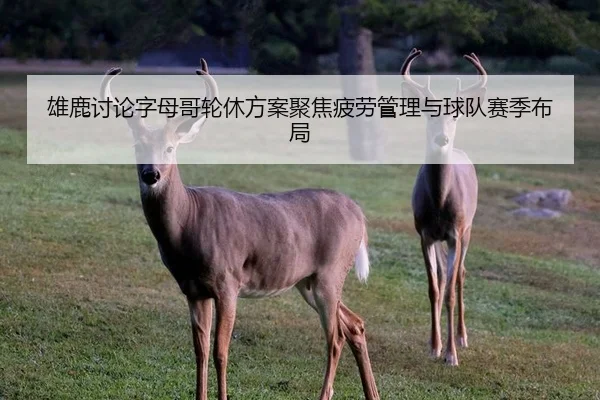 雄鹿讨论字母哥轮休方案聚焦疲劳管理与球队赛季布局